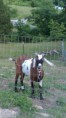 /album/herd-sires/img00542-20100524-1741-00003-13-jpg/